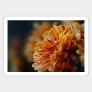 Orange Mum Sticker